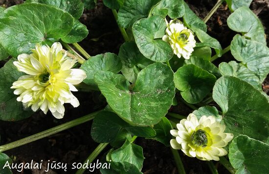 Švitriešis (Ficaria verna) 'Wisley Double White'